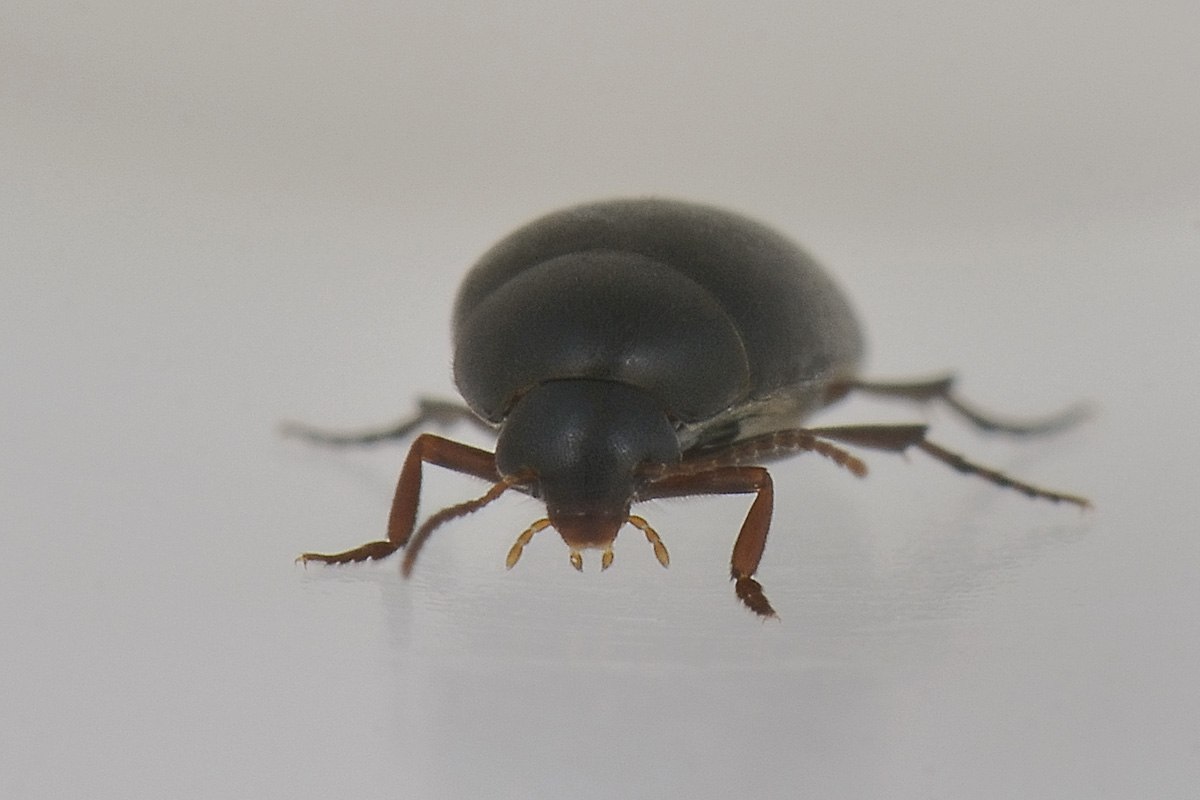 Eucinetus haemorroidalis - Eucinetidae